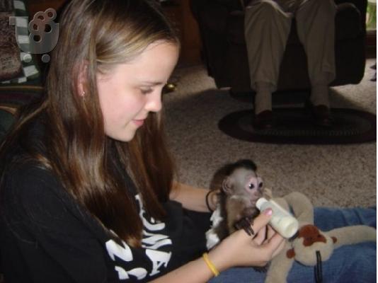 PoulaTo: Capuchin μαϊμού
